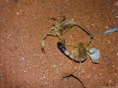 Parabuthus laevifrons