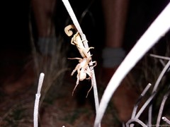 Hottentotta arenaceus