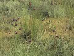 Allium barsczewskii