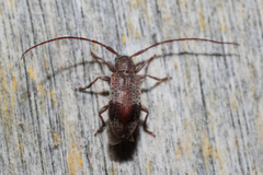 Exocentrus punctipennis