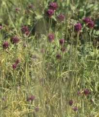 Allium barsczewskii