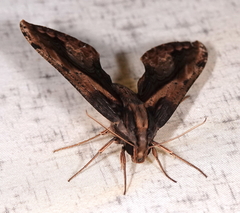 Xylophanes ceratomioides