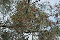 Schinopsis lorentzii