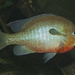 Redbreast Sunfish - Photo (c) Brian Gratwicke, some rights reserved (CC BY)