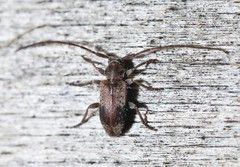 Exocentrus punctipennis