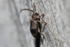 Exocentrus punctipennis