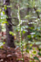 Spiranthes lacera lacera
