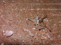 Parabuthus laevifrons