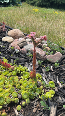 Sempervivum tectorum