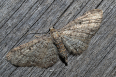 Eupithecia egenaria