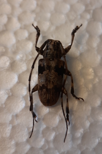 Mesosa nigrofasciaticollis, 2010-06-10