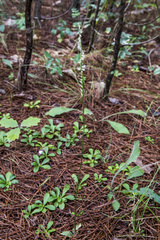 Spiranthes lacera lacera