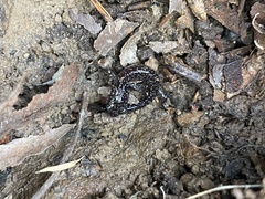 Plethodon cylindraceus