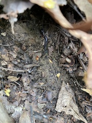 Plethodon cylindraceus
