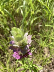 Monarda citriodora