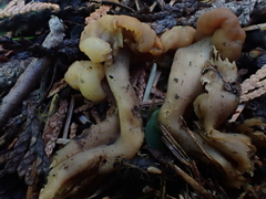 Cudonia monticola