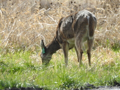 Odocoileus virginianus leucurus