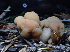 Cudonia monticola