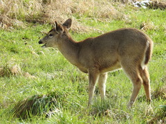 Odocoileus virginianus leucurus