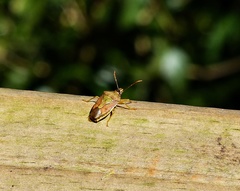 Supputius cincticeps