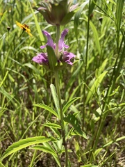 Monarda citriodora