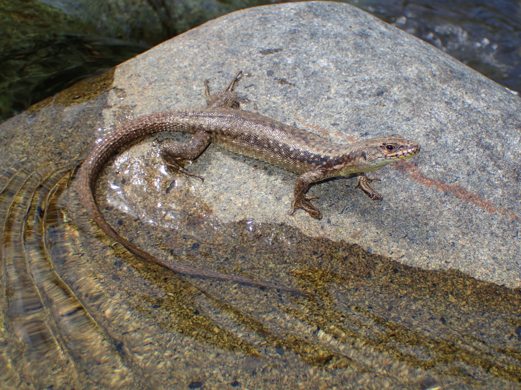 Clarks' Lizard