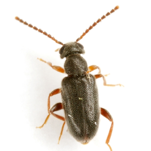 Genus Syzeton · iNaturalist