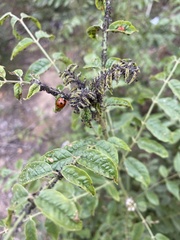 Coccinella septempunctata