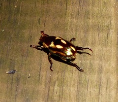 Pelidnota liturella