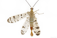 Panorpa submaculosa