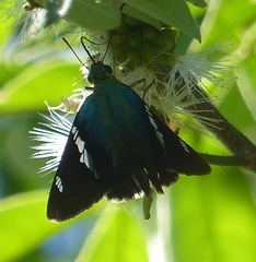 Telegonus catemacoensis