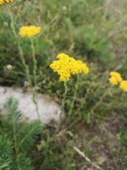 Achillea tomentosa