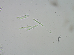 Cudonia monticola