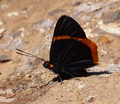 Riodina lycisca lycisca