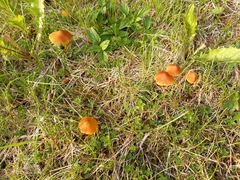 Hygrocybe conica