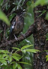 Garrulus lanceolatus