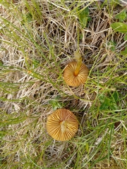 Hygrocybe conica