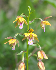 Epipactis thunbergii