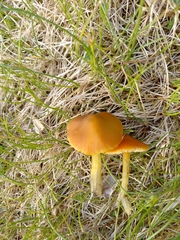 Hygrocybe conica