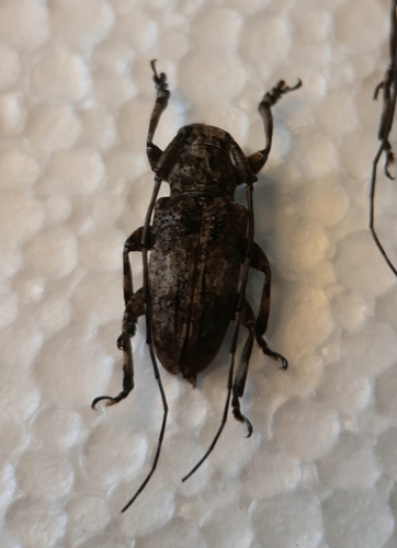 Mesosa subfasciata · iNaturalist