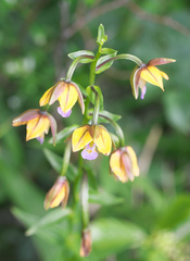 Epipactis thunbergii