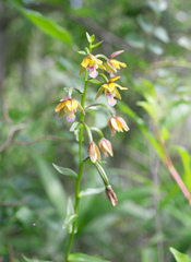 Epipactis thunbergii