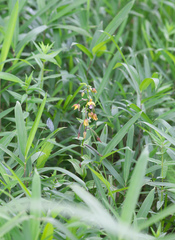 Epipactis thunbergii