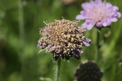 Microbotryum scabiosae