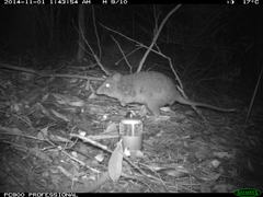 Potorous tridactylus