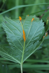 Triphragmium ulmariae