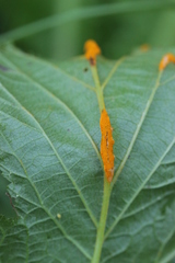 Triphragmium ulmariae