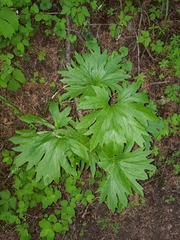 Cacaliopsis nardosmia