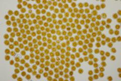 Triphragmium ulmariae