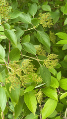 Cornus